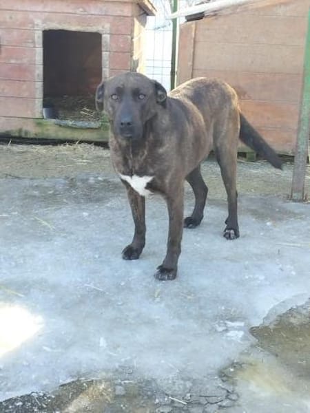 Freundliche Dotti sucht dich