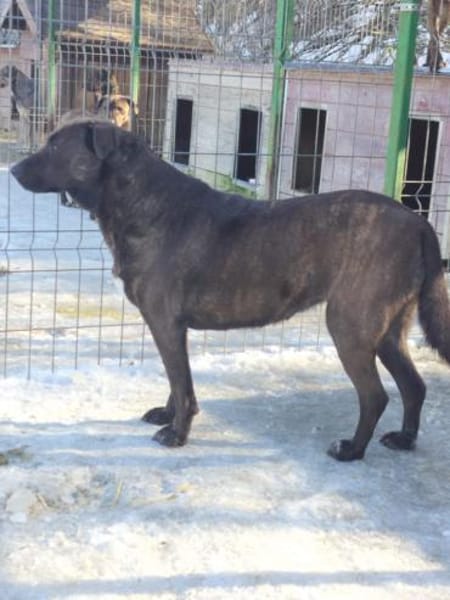 Freundliche Dotti sucht dich