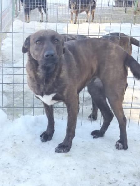 Freundliche Dotti sucht dich