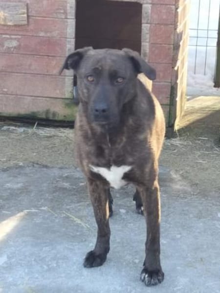 Freundliche Dotti sucht dich