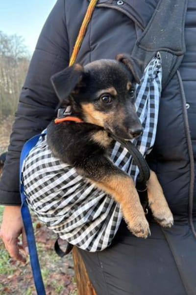 Elke 💗 wartet in 45259 Essen