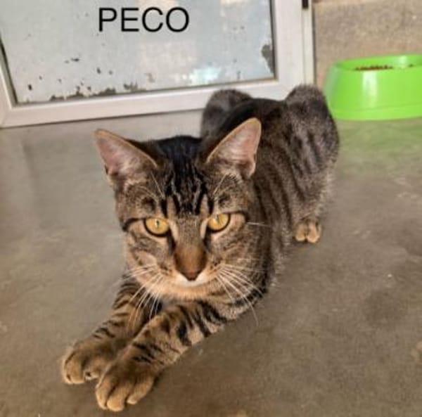 Peco möchte zu Dir ziehen