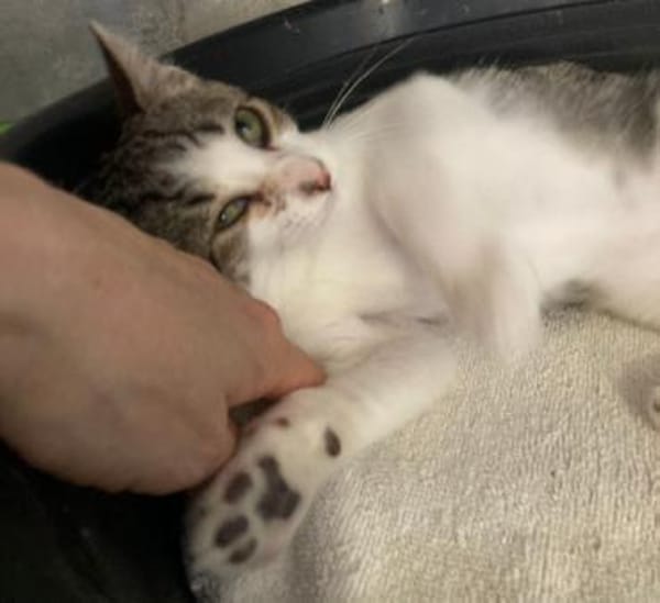 Lieber Sil sucht sein Glück