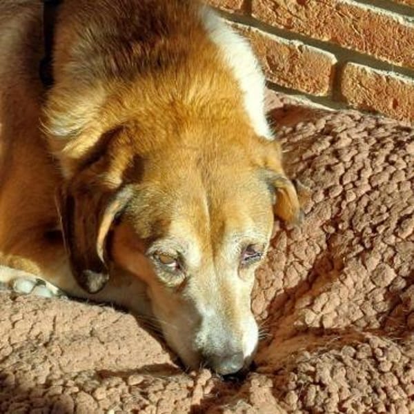 Traumhündin Cheeta auf PS in 96193