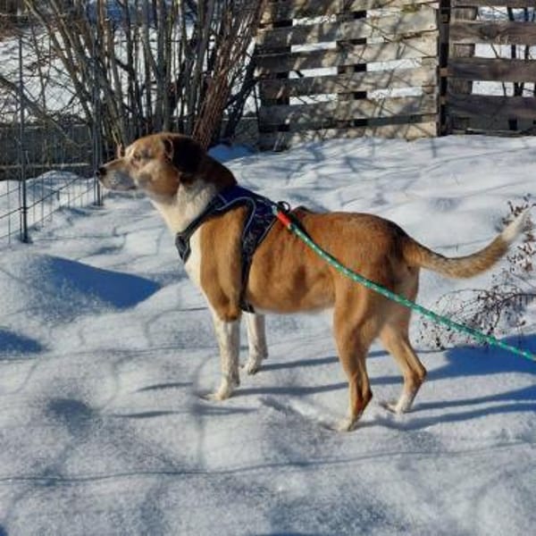 Traumhündin Cheeta auf PS in 96193