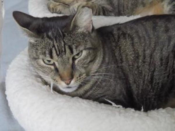 Ginseng liebevoller kater