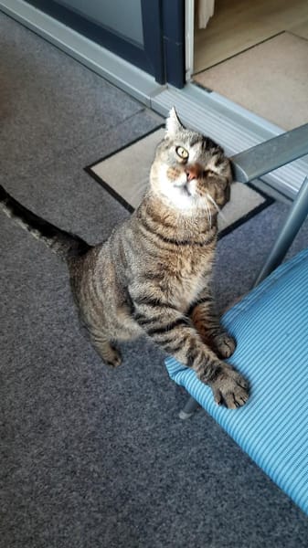 Ginseng liebevoller kater