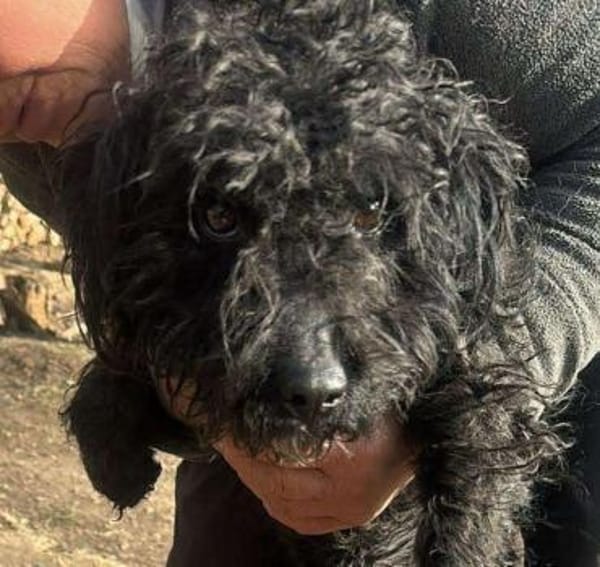 Milla, schwarzer Wuschel möchte Zuhause