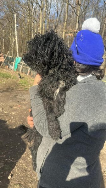 Milla, schwarzer Wuschel möchte Zuhause