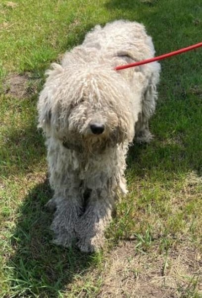 Havas - nicht unbedingt ein Kinderfreund