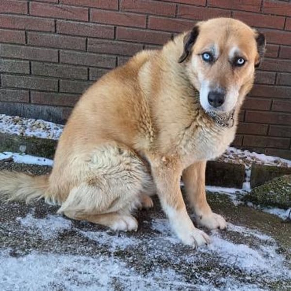 Mara ❤ Seniorin mit den schönsten Augen