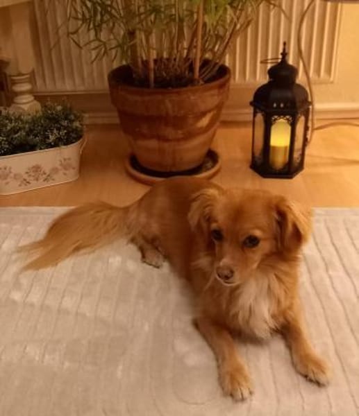 Semmel - Die Kleine Zuckerpuppe 💕