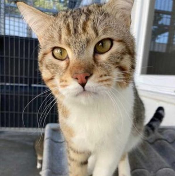 Gildo und Pink - eine Tierheimliebe