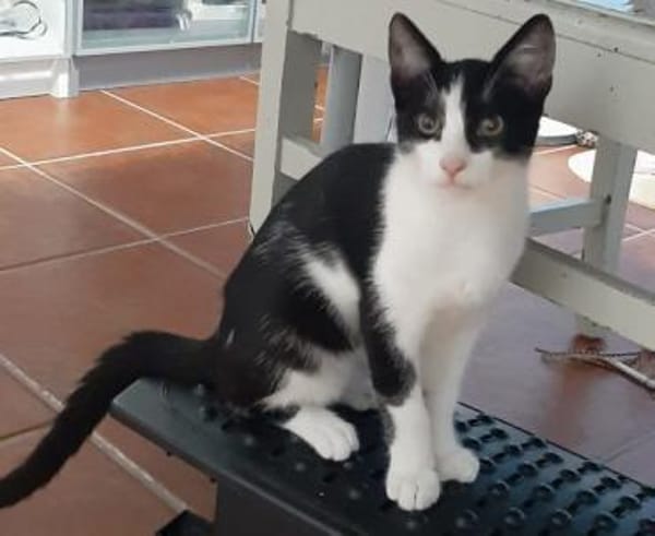 Freddy schnurrt mit Begeisterung