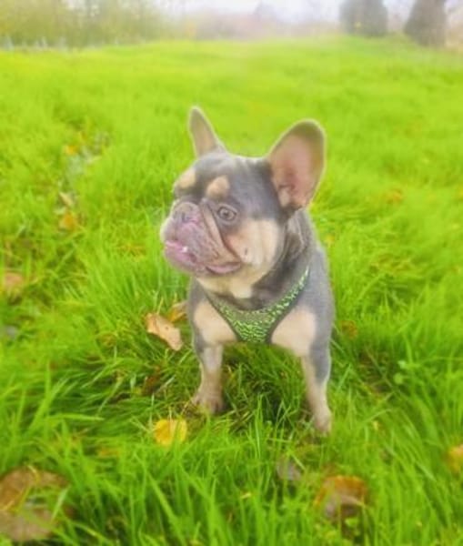 Französische Bulldogge Fleur