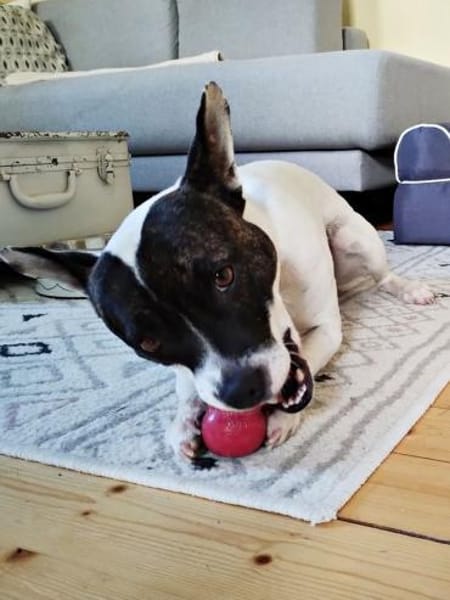 Mark, fröhlich, neugierg, verschmust