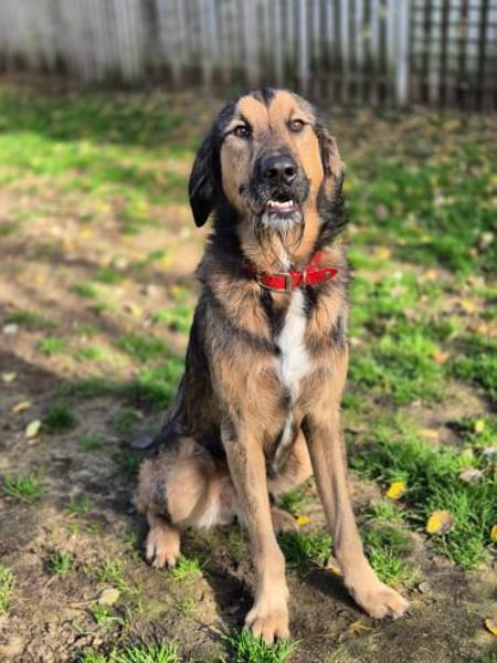 Asmodan Bertram von Barthausen