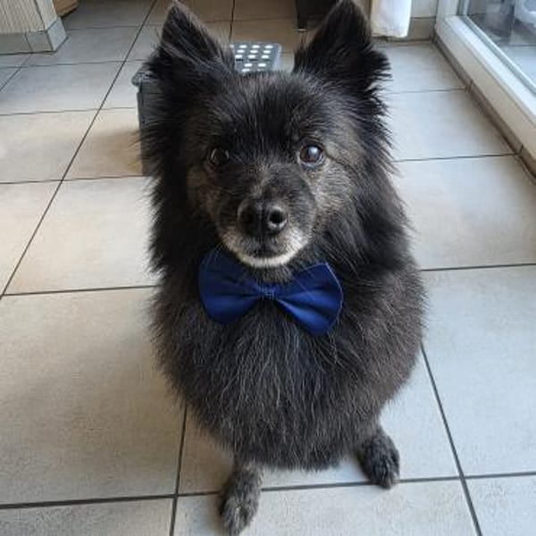 Pacoherzlicher Rüde für ruhige Menschen