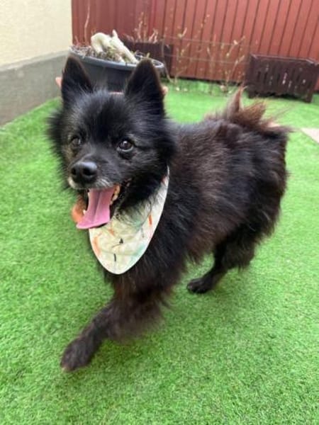 Pacoherzlicher Rüde für ruhige Menschen