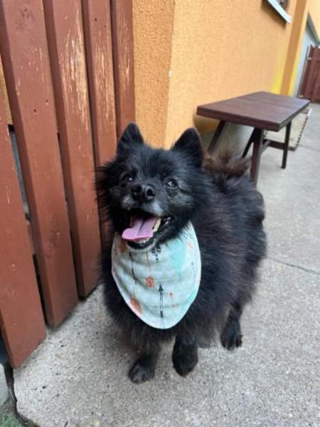 Pacoherzlicher Rüde für ruhige Menschen