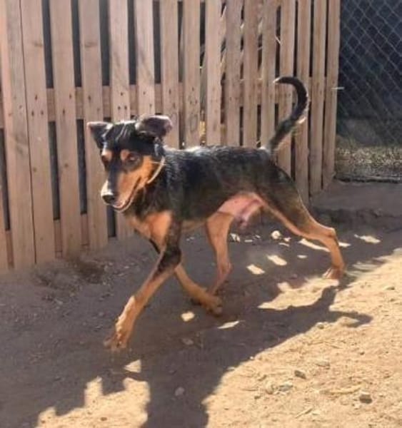 Ario - freundlich und menschenbezogen