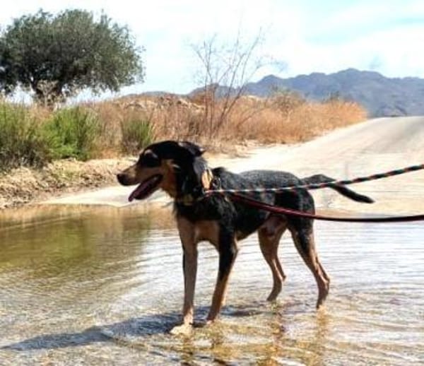 Ario - freundlich und menschenbezogen