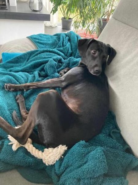 die aktive Luna wartet auf eine 2.Chance