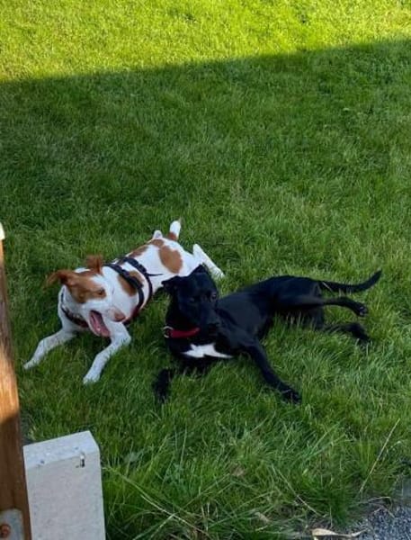 die aktive Luna wartet auf eine 2.Chance