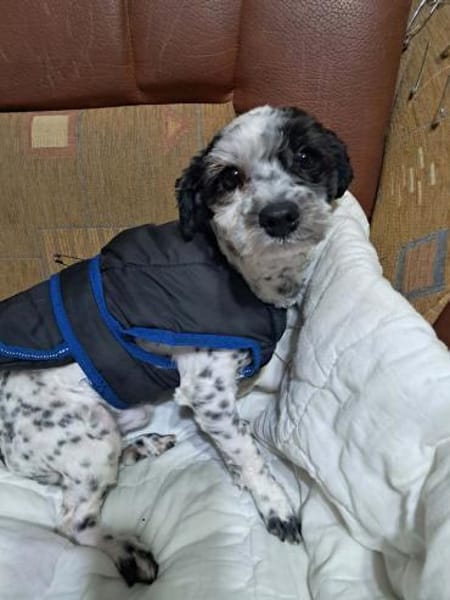 Henry, hätte gerne ein Zuhause