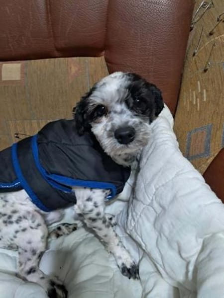 Henry, hätte gerne ein Zuhause