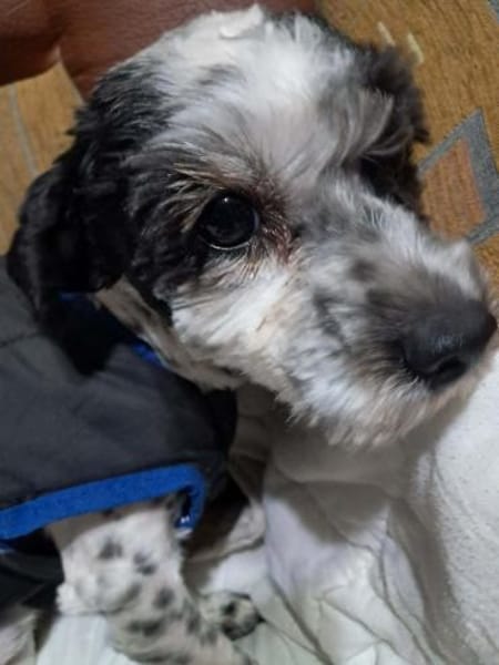 Henry, hätte gerne ein Zuhause