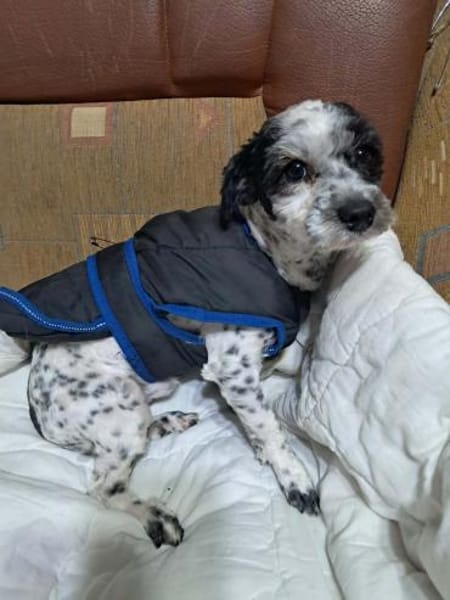 Henry, hätte gerne ein Zuhause