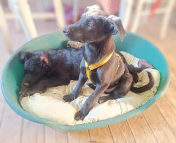 LUZIO -rundum tolles Hundekind-