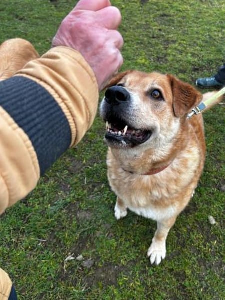 Herbst des Lebens -  Lucky