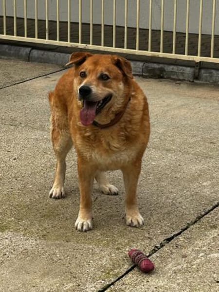 Herbst des Lebens -  Lucky