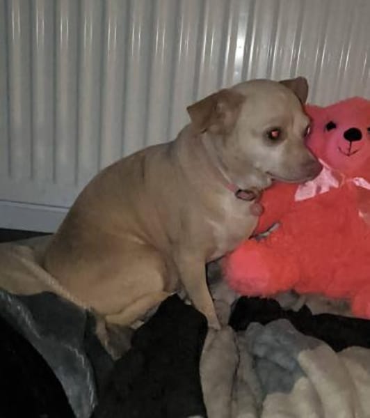 Mona, Minihund sucht neue Familie