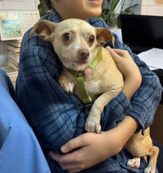 Mona, Minihund sucht neue Familie