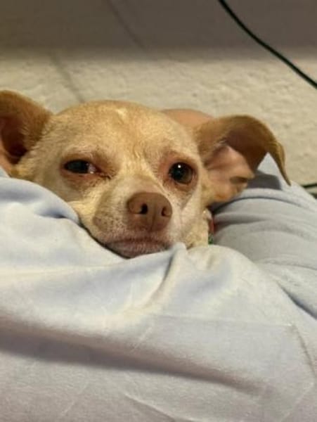 Mona, Minihund sucht neue Familie