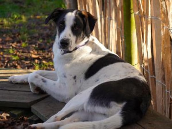 Möchten Sie Nettuno bei sich aufnehmen?