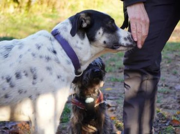 Möchten Sie Nettuno bei sich aufnehmen?