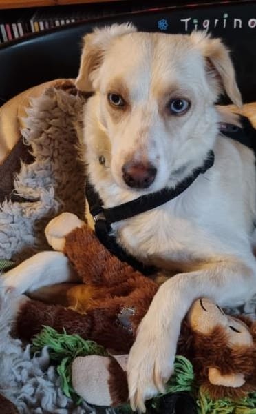 Shani, geb. 01/2024, 53947 Nettersheim