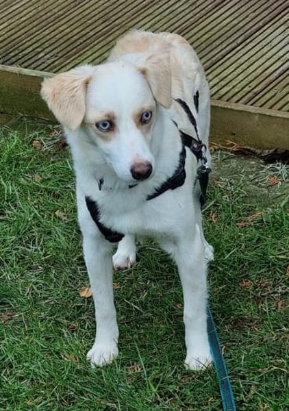 Shani, geb. 01/2024, 53947 Nettersheim