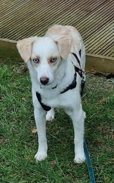 Shani, geb. 01/2024, 53947 Nettersheim