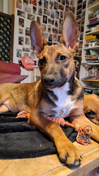 TANINA la malicieuse