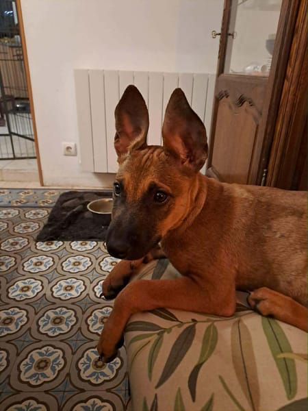 TANINA la malicieuse