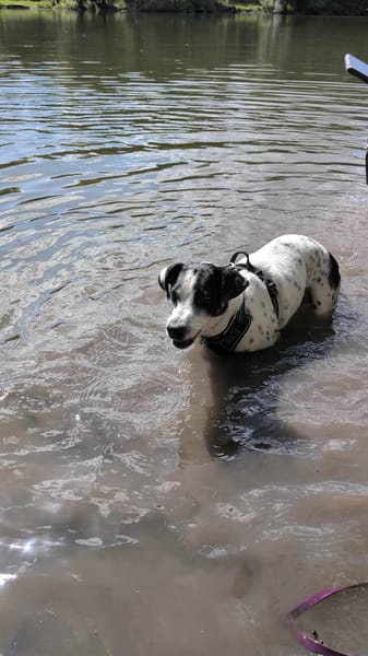 Vador l'adorable petit guerrier tripatte