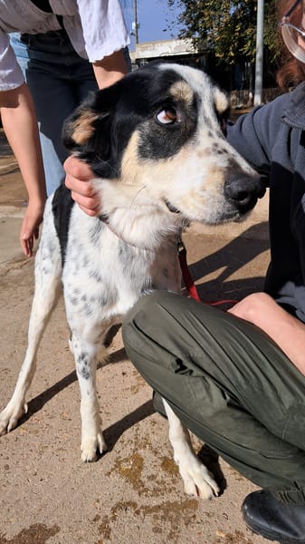 TORBELLINO (Puertollano)