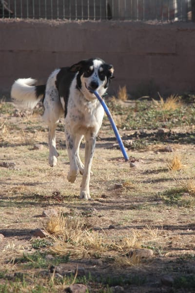 TORBELLINO (Puertollano)