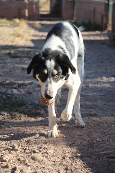 TORBELLINO (Puertollano)