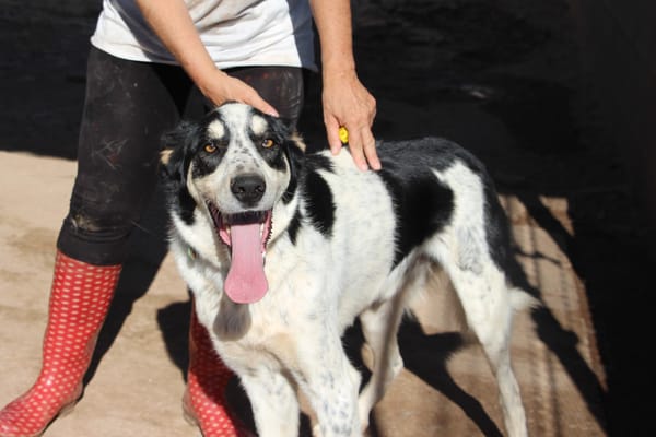 TORBELLINO (Puertollano)